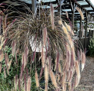 Пеннісетум Pennisetum x advena 'Ruby Fountain'