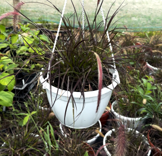Пеннісетум Pennisetum x advena 'Ruby Fountain'