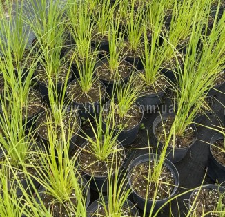 Кортадерія Cortaderia selloana
