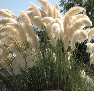 Кортадерія Cortaderia selloana