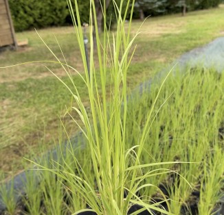Кортадерія Cortaderia selloana
