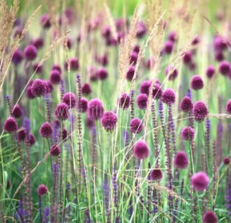 Allium Sphaerocephalon