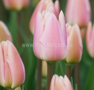 Apricot Delight